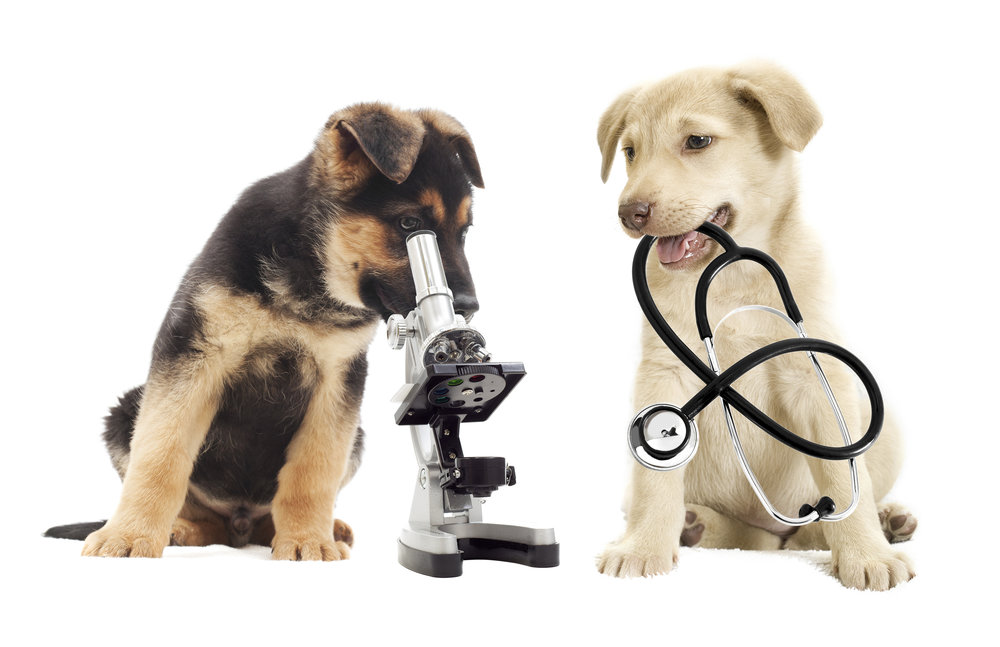 veterinary clinic services