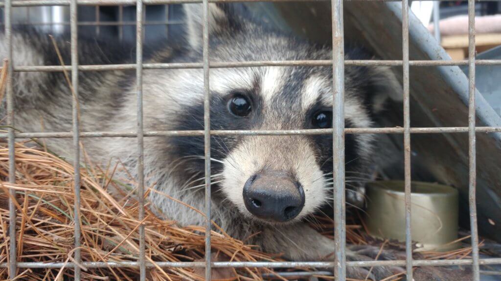 Raccoon Removal