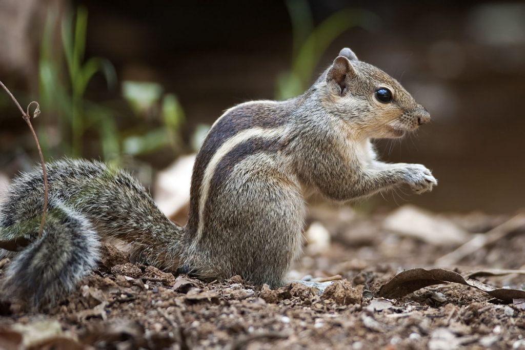 Squirrel Removal